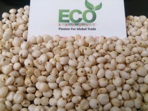White Sorghum Supplier, Conventional, Food Grade