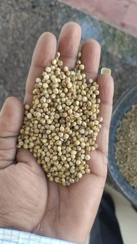 Animal Feed Sorghum