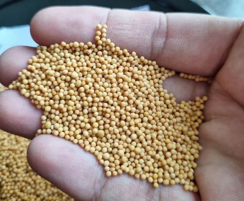 Export Quality Yellow Mustard Seeds Bulk Supplier from India, Big