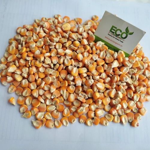 Wholesale For Human Consumption Non Gmo Yellow Corn Seeds