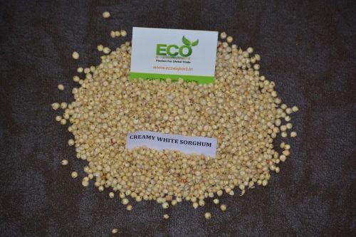 Indian Creamy Sorghum Grain (Gluten-Free) - 25 Kg