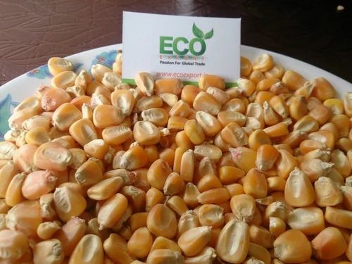 Flint corn dent corn sweet corn