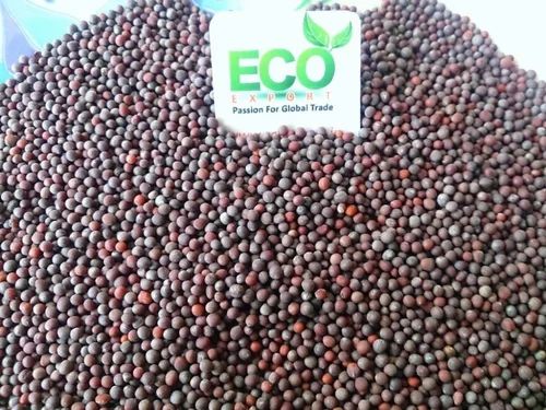 Big Black Mustard Seeds, Sortex Clean