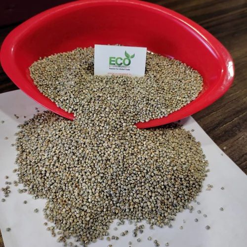 Indian Pearl Green Millet (Bajara) for Food Industry