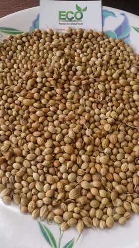 Fresh Coriander Seeds (Dhania) Premium Quality Indian Spice, Whole, Medium