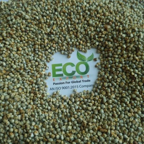 Indian Green Millet