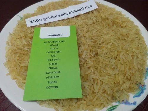 1509 Golden Rice