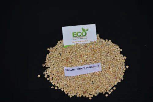 Exporter Of Sorghum, Conventional, Feed Grade