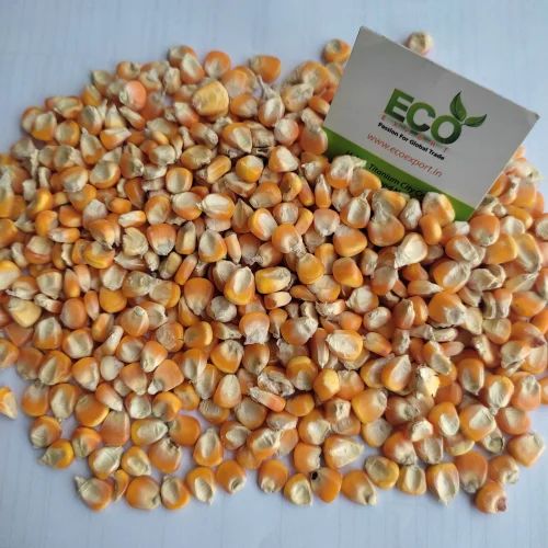High standard organic corn for export
