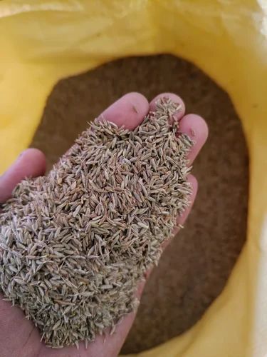 Sortex Clean Singapore Quality Cumin Seeds (Jeera) Supplier from India, Whole
