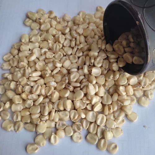 Maize of indian origin