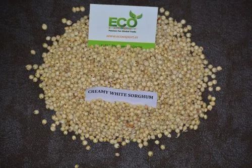 White Sorghum Grains and Good Quality Seeds, A1 Premium Grade, Conventional