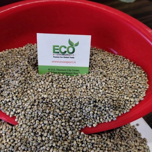 Grain (Dana) Summer Crop Green Millet, Grade: Feed Grade