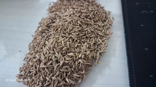 Gujarat Quality Whole Grain Jeera, Loose, Packaging Type: Plastic Packet