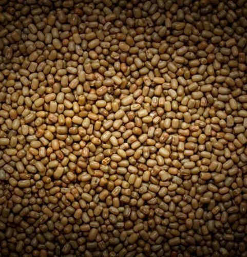 Organic Moth Bean