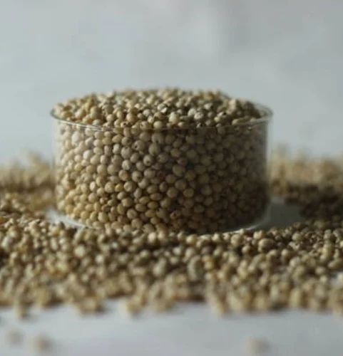 White Sorghum Seeds, 10 Kg, Organic