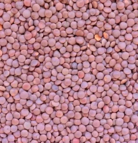 Whole Masoor Dal