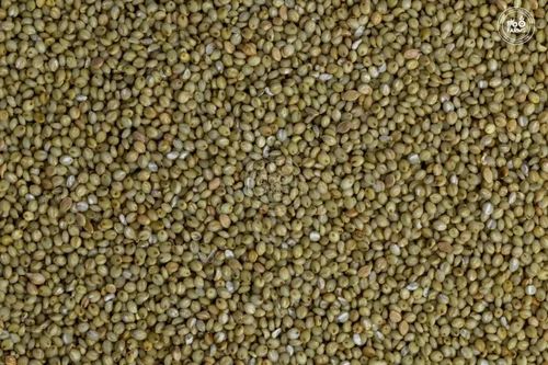 Organic Desi Browntop Millet Seeds (Polished, 50 kg)