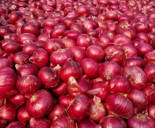 Fresh Organic Red Onion, 50 kg