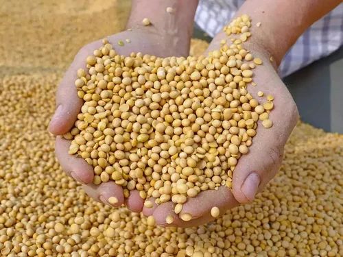 Non-GMO BS Food Soybeans Soyabean, Whole Beans