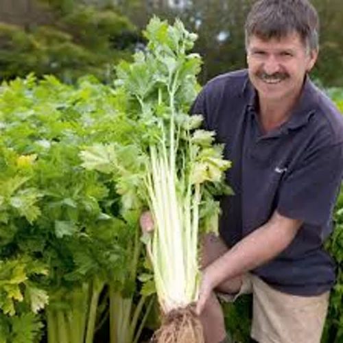 Celery Vegetable Seed, Whole