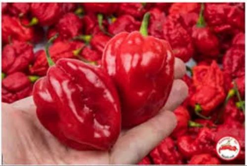 Super Deluxe Dalle Khursani Chillies
