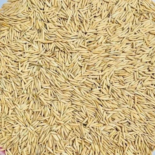 Aromatic Rice Seeds