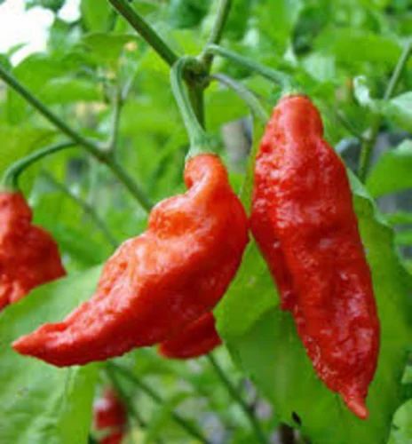Bhut Jolokia (Ghost Pepper) Seeds, Fresh