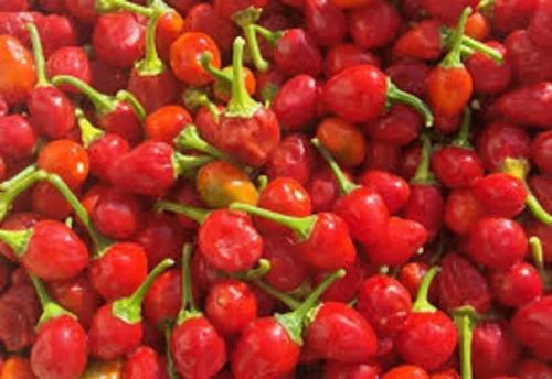 Bhut Jolokia Dalle Khursani Chilli seed
