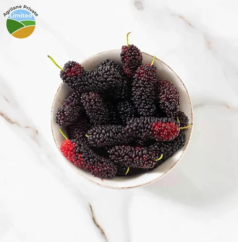 Fresh Mulberry Fruit