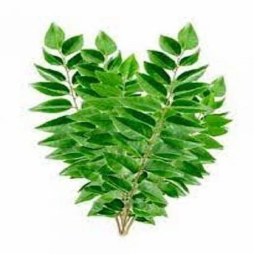 Natural Cool Dry Place Fresh Curry Leaves, A Grade