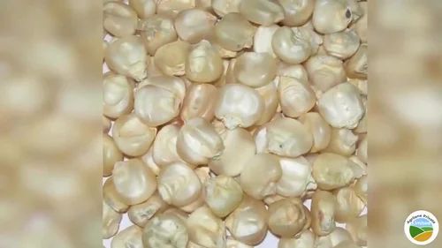 White FEED GRADE CORN, Gluten Free