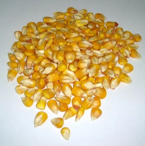 AGRILANE Yellow Corn Feed Grade, Gluten Free