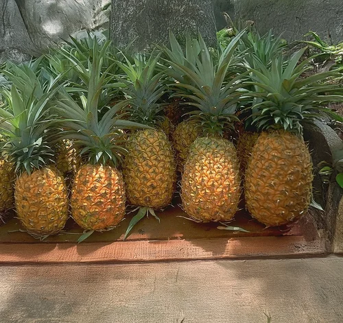 A GRADE FRESH MD2 PINEAPPLE FRUIT, Packaging Size: 5 Kg