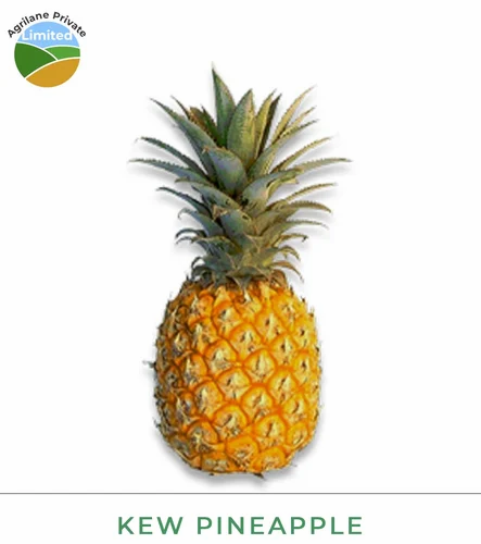 HIGH QUALITY FRESH KEW PINEAPPLE, Packaging Size: 10 Kg
