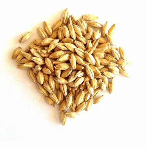 Beige Feed Grade Barley, High in Protein
