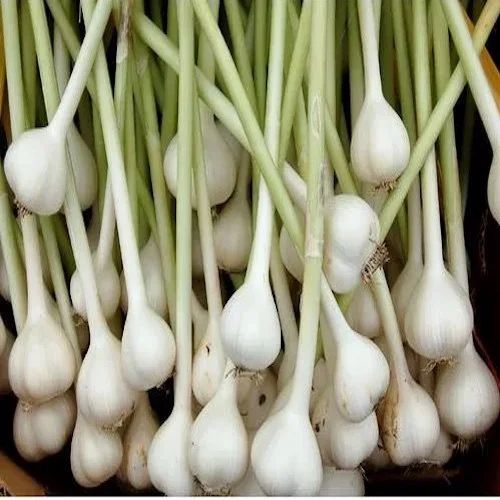 Green Garlic