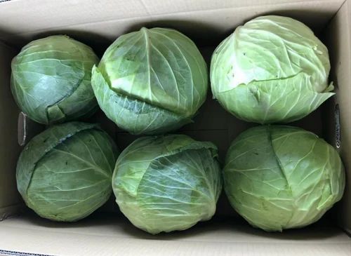 A Grade Green Fresh Cabbage Vegetable, Gunny Bag, 5 Kg