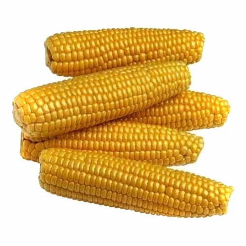 Organic Maize Corn, Packaging Size: 10kg