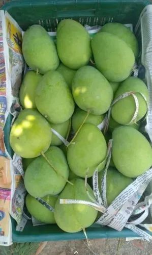 Fresh Green Mango