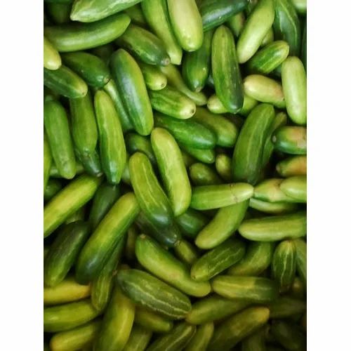 A Grade Fresh Green Tindora, 5 Kg