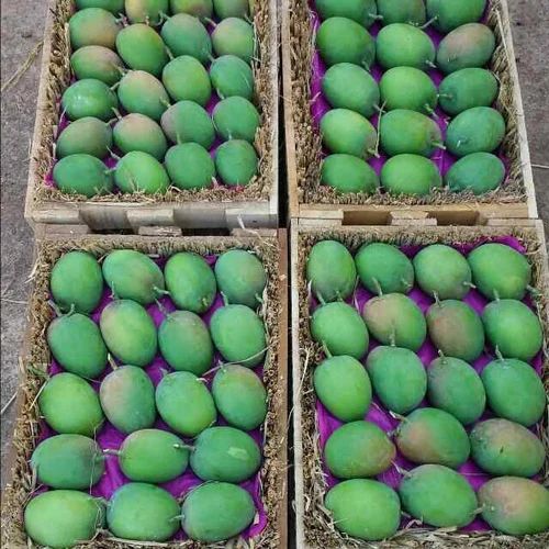 Organic Raw Mango