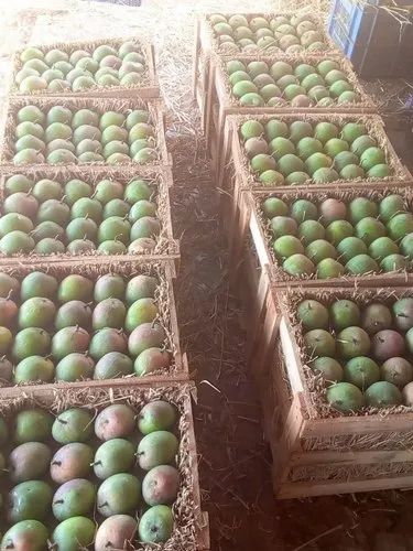 Ratnagiri Alphonso Mangoes