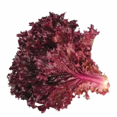 Red lettuce