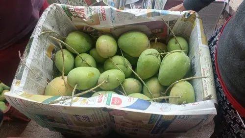 Banganapalli Mangoes/badam mango