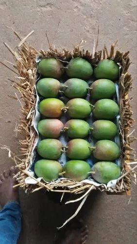 Ratnagiri Alphonso Mango
