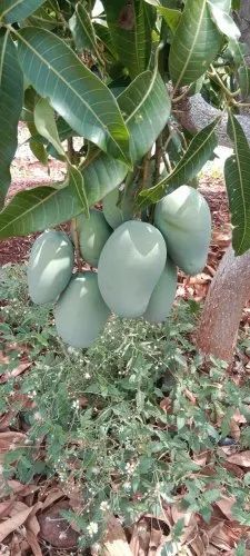 Valsad Kesar Mango fruit