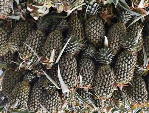 Export Fresh Pineapples