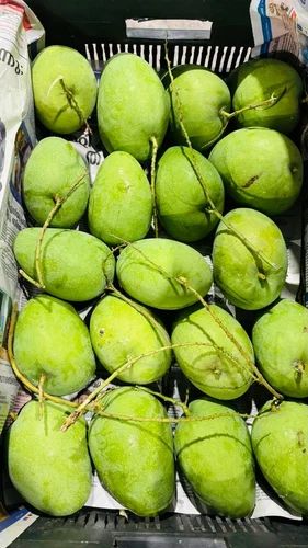 Export Quality Alphonso Mango