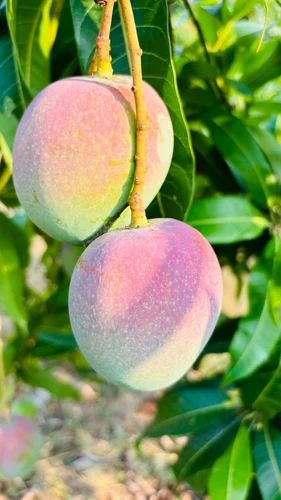 Fresh Green Mango